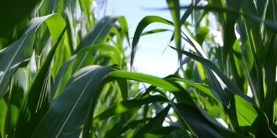 green corn plant at daytime