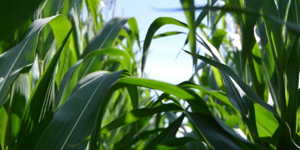 green corn plant at daytime