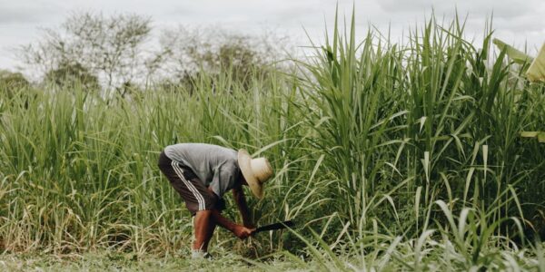 Gajenje šećerne trske