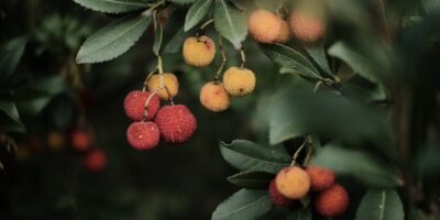 Sakupljanje šumskih plodova