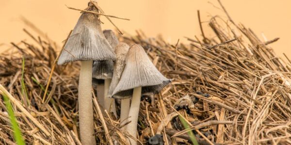 Sakupljanje šumskih plodova