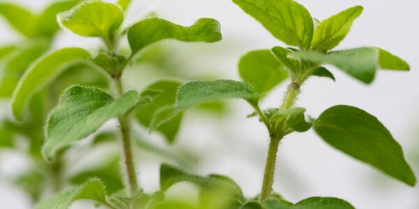 Gajenje začinskog, aromatičnog i lekovitog bilja