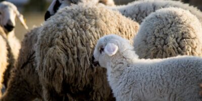 Pomoćne delatnosti u uzgoju životinja