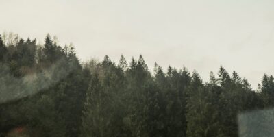 Gajenje šuma i ostale šumarske delatnosti