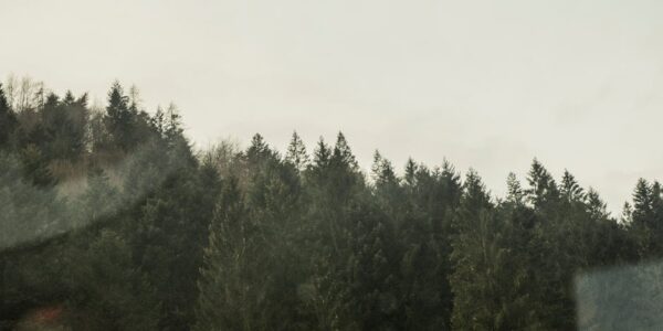 Gajenje šuma i ostale šumarske delatnosti