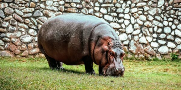 Delatnost botaničkih i zooloških vrtova i zaštita prirodnih vrednosti