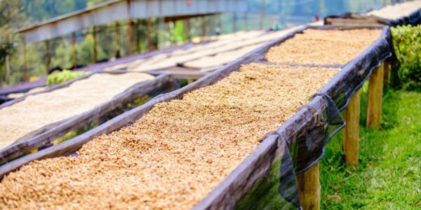 Aktivnosti posle žetve