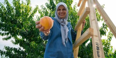 Gajenje jabučastog i koštičavog voća