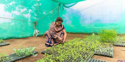 Gajenje povrća, bostana, korenastih i krtolastih biljaka