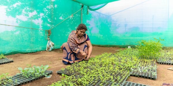 Gajenje povrća, bostana, korenastih i krtolastih biljaka