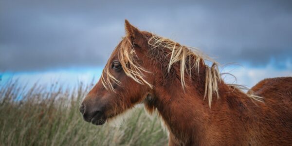 Mešovita poljoprivredna proizvodnja