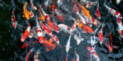 Slatkovodne akvakulture