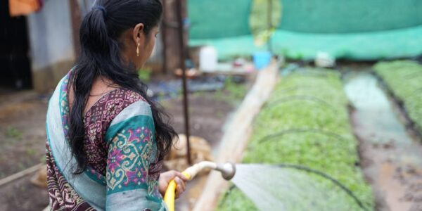 Gajenje višegodišnjih biljaka