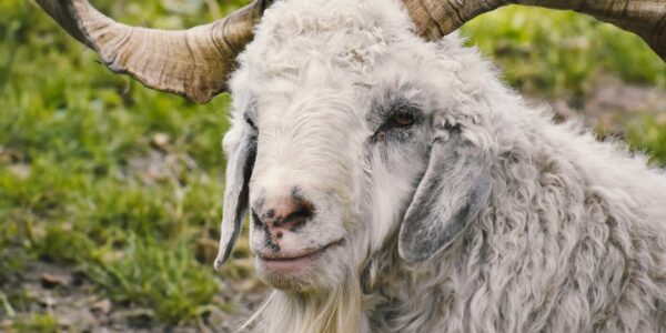 Uzgoj ostalih životinja