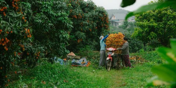 Gajenje ostalog drvenastog, žbunastog i jezgrastog voća