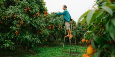 Gajenje tropskog i suptropskog voća