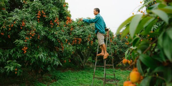 Gajenje tropskog i suptropskog voća