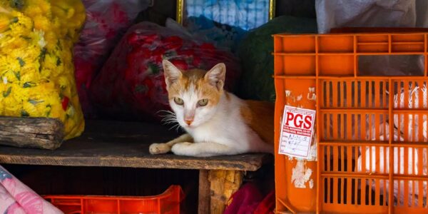 Trgovina na malo cvećem, sadnicama, semenjem, đubrivima, kućnim ljubimcima i hranom za kućne ljubimce u specijalizovanim prodavnicama