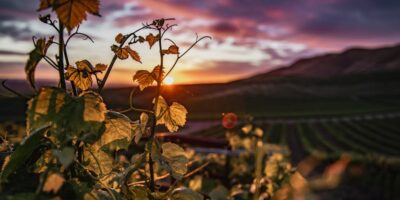 Proizvodnja vina od grožđa