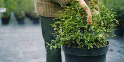 Gajenje sadnog materijala