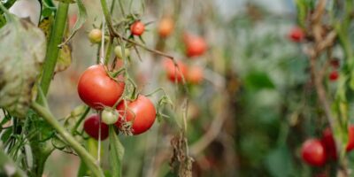 Prerada i konzervisanje voća i povrća