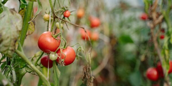 Prerada i konzervisanje voća i povrća