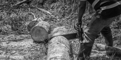 Uslužne delatnosti u vezi sa šumarstvom