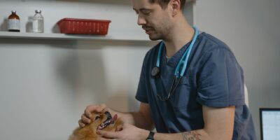 Veterinarska delatnost
