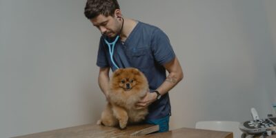 Veterinarske delatnosti