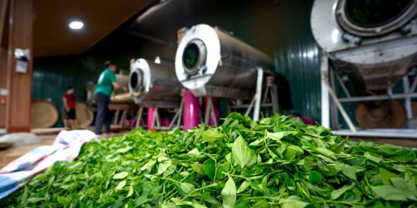 Prerada čaja i kafe