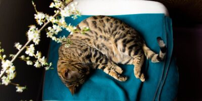 Proizvodnja proizvoda od krzna