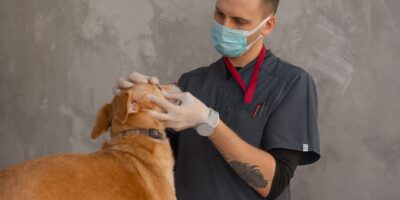 Veterinarska delatnost