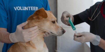 Veterinarska delatnost