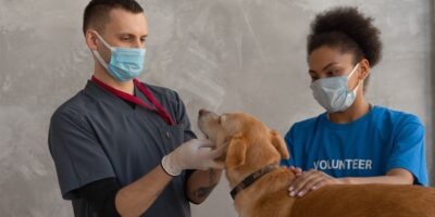 Veterinarska delatnost