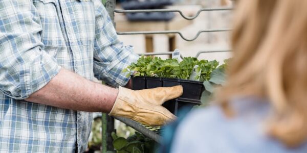Gajenje sadnog materijala