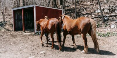 Uzgoj konja i drugih kopitara