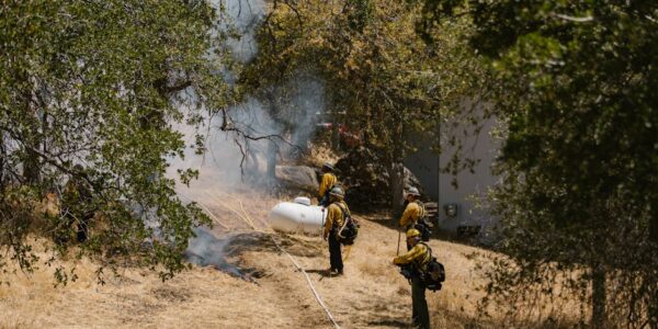 Uslužne delatnosti u vezi sa šumarstvom