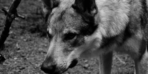 Lov, traperstvo i odgovarajuće uslužne delatnosti