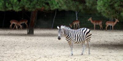 Delatnosti botaničkih i zooloških vrtova, rezervata prirode i zaštite prirodnih vrednosti